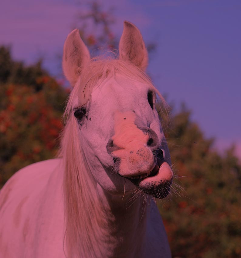 Domain: .horse